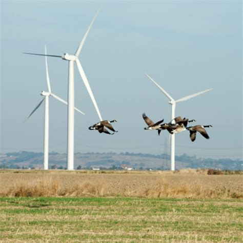 Are Wind Farm Sonics Bad For Animals